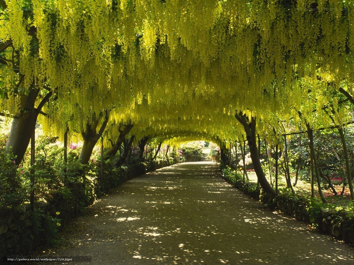 Flower-covered garden path