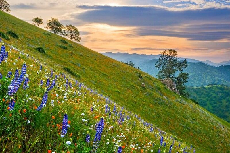 Flower-covered hill at sunset
