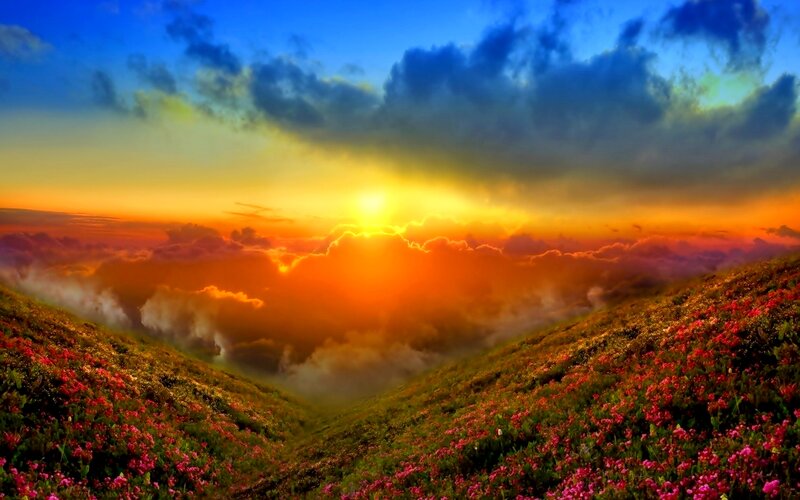Flower-covered Hills at Sunset — Orange