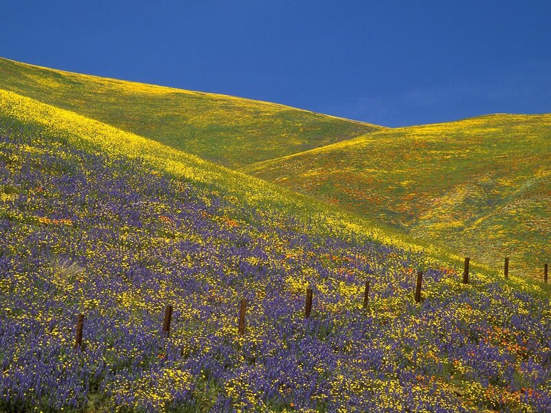 Flower-covered Hills — Blue, Serene, Spring