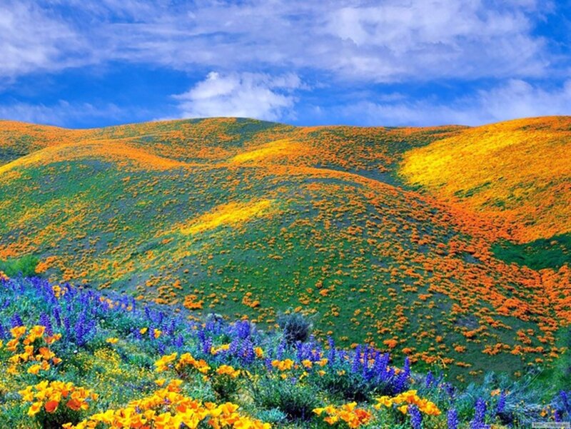 Flower-covered Hills — Blue, Serene