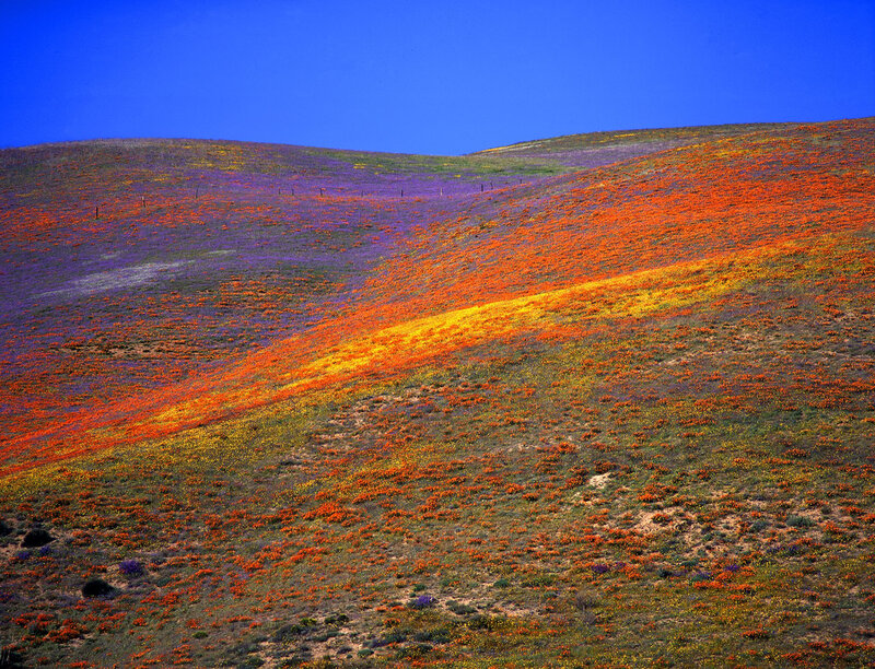 Flower-covered Hills — Blue