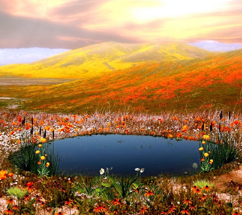 Flower-covered Hills — Orange, Serene
