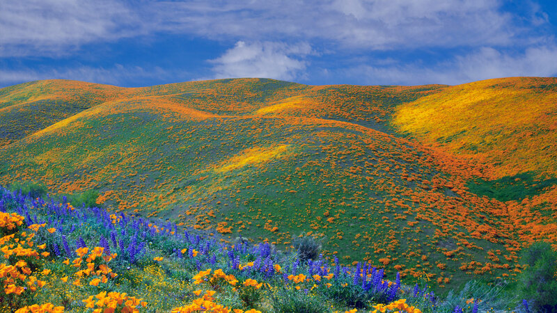 Flower-covered Hills — Orange