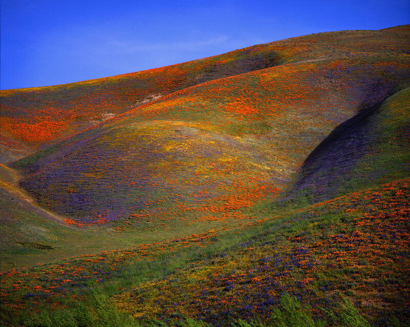 Flower-covered Hills