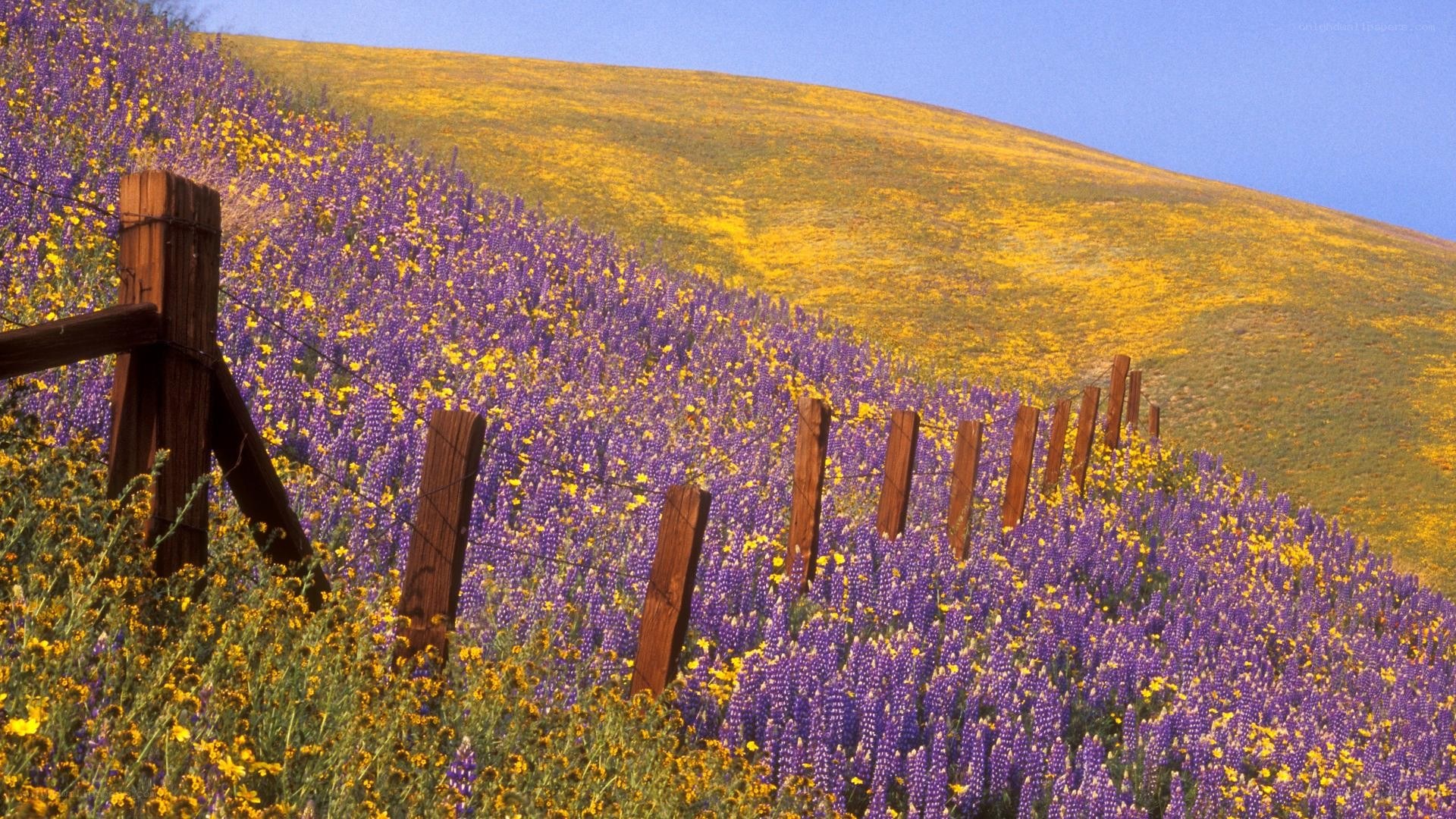 Flower-covered hills with fence