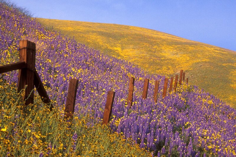 Flower-covered hills with fence