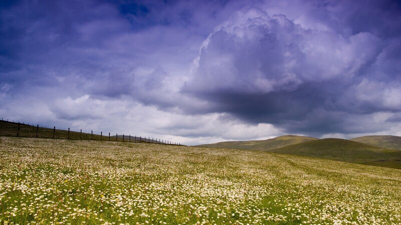 Flower-covered Hillside — Green, Dramatic, Afternoon