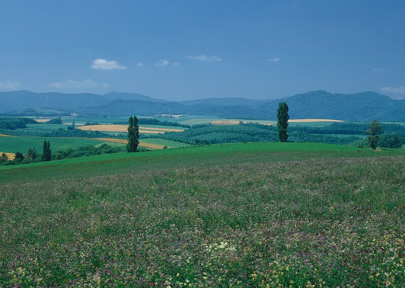 Flower-covered Hillside — Green, Serene, Afternoon