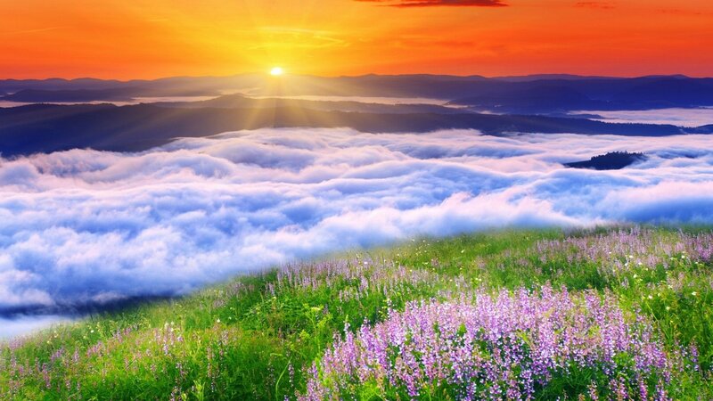 Flower-covered Hillside — Orange