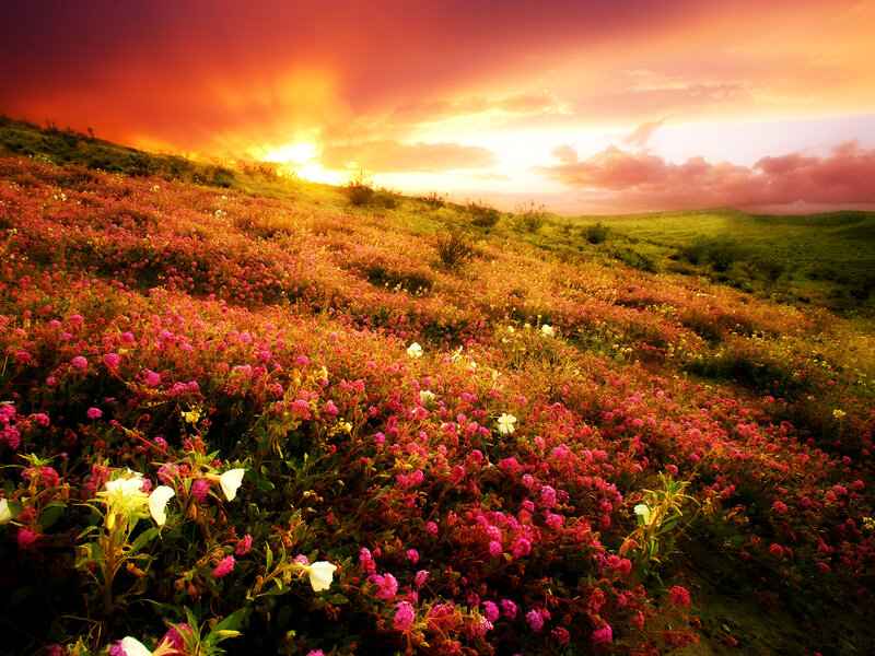 Flower-covered Hillside — Pink, Dramatic, Sunset, Photograph, Flowers