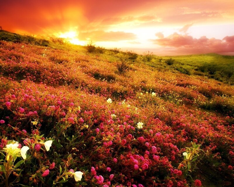 Flower-covered Hillside — Pink, Dramatic, Sunset