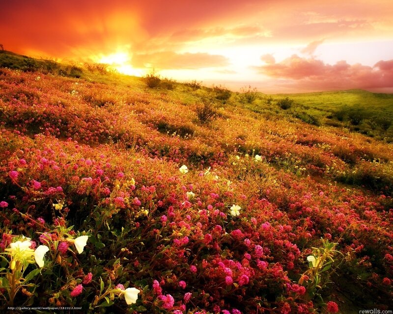 Flower-covered Hillside — Pink, Dramatic