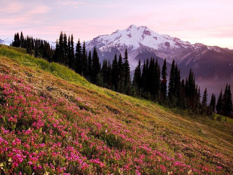 Flower-covered Hillside — Pink, Serene, Sunset