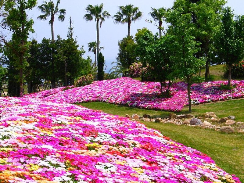 Flower-covered Hillside — Pink, Serene