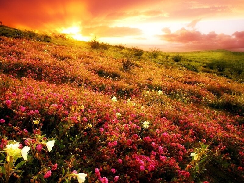 Flower-covered Hillside — Pink