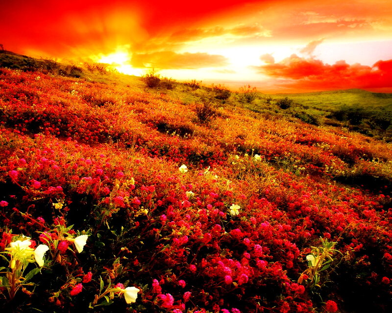 Flower-covered Hillside — Red