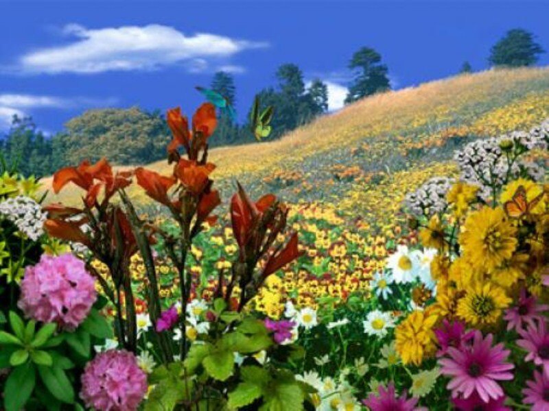 Flower-covered Hillside