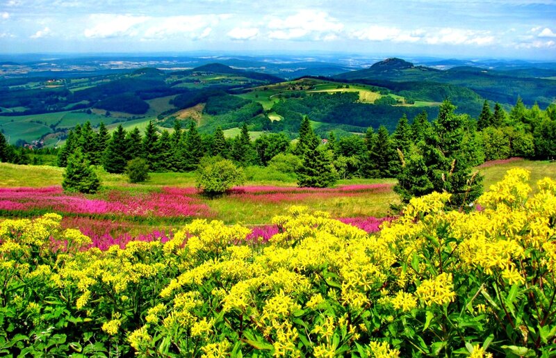 Flower-covered Hillside — Yellow