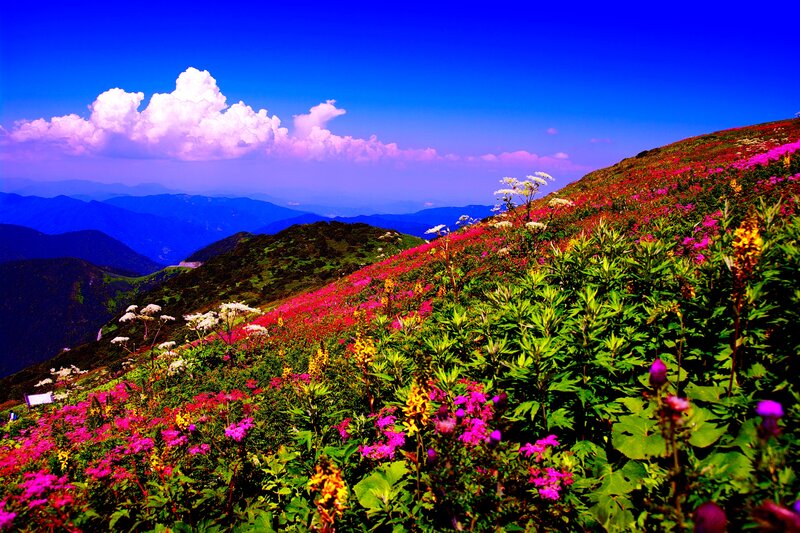 Flower-covered Mountain Slope — Blue