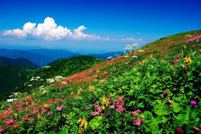 Flower-covered Mountain Slope — Green, Serene, Summer