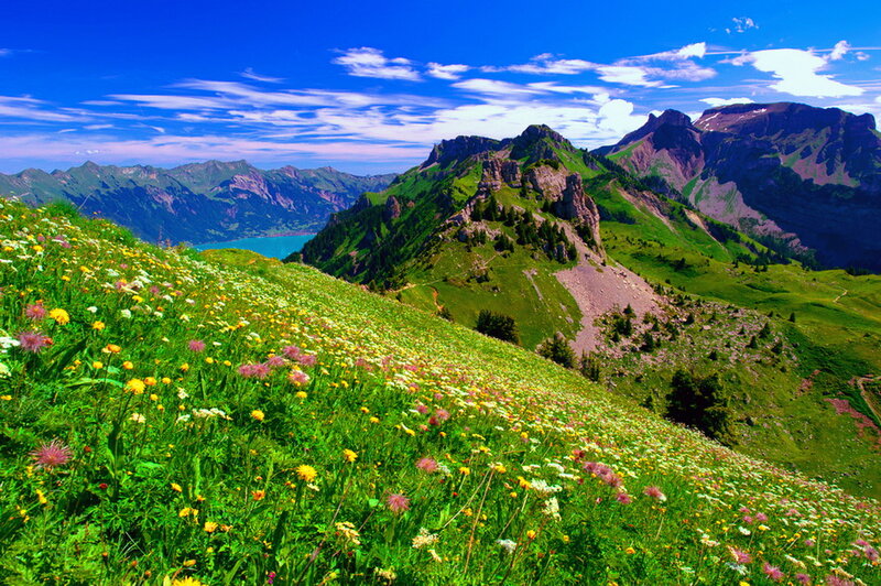 Flower-covered Mountain Slope — Green, Serene