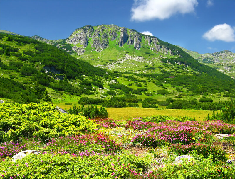 Flower-covered Mountain Slope — Green