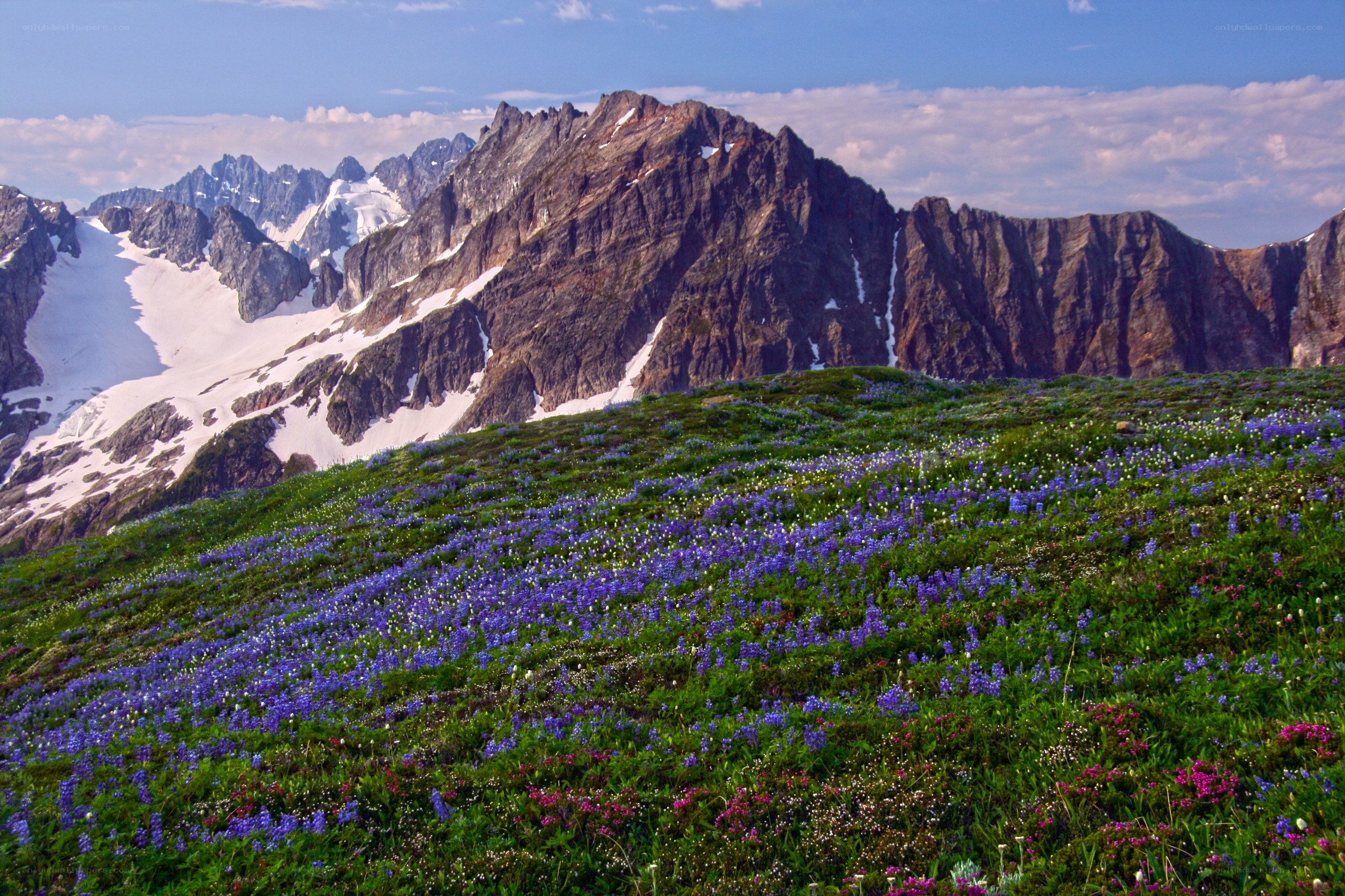 Flower-covered mountain slope