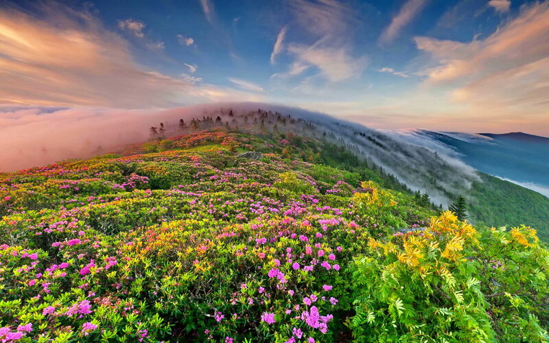 Flower-covered Mountain