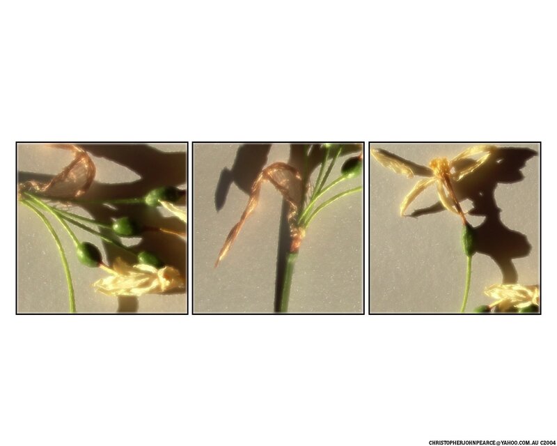 flower decay sequence