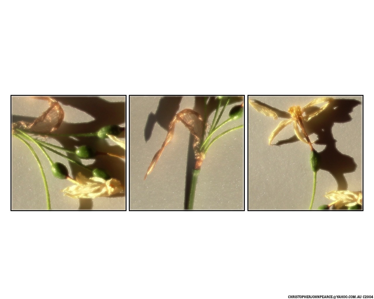flower decay sequence