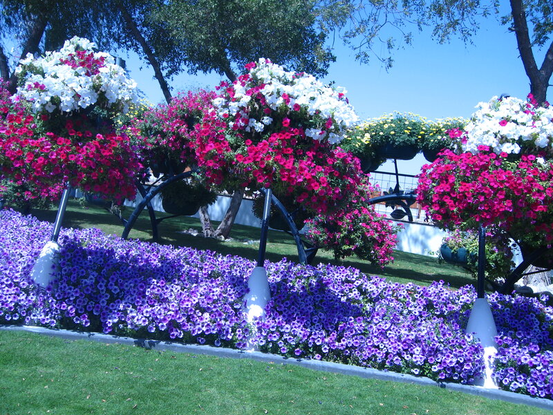 Flower Display in Garden