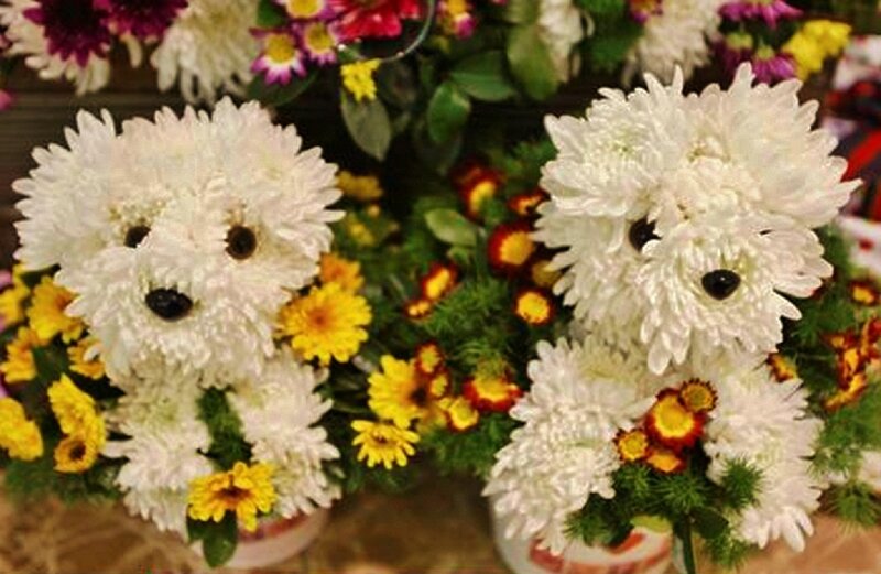 Flower Dogs