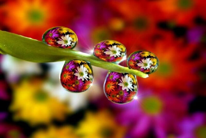 Flower Droplets on Leaf — Red
