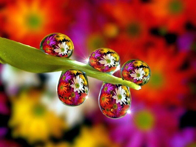 Flower Droplets on Leaf — Red, Vibrant