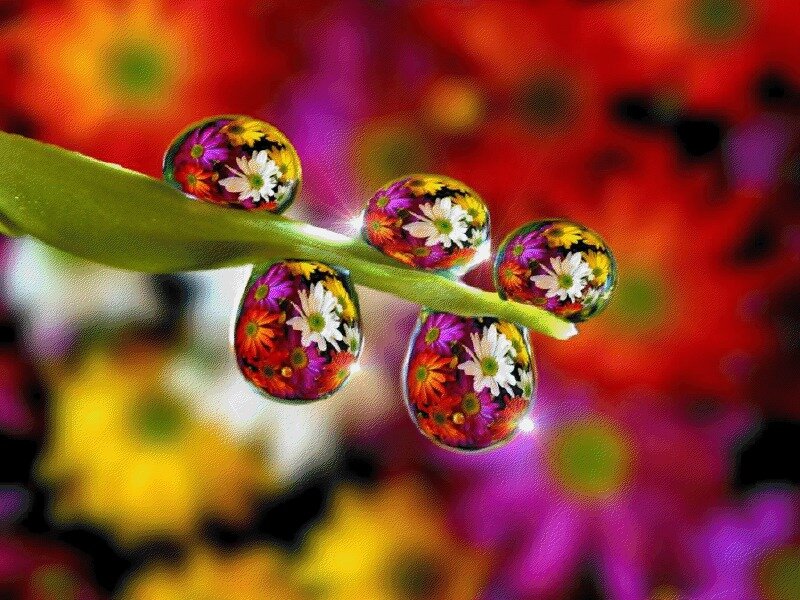 Flower Droplets on Leaf