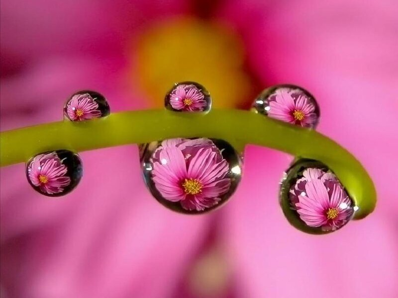 Flower Droplets on Stem — Pink