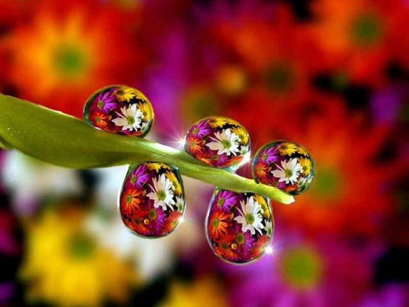 Flower Droplets on Stem — Red