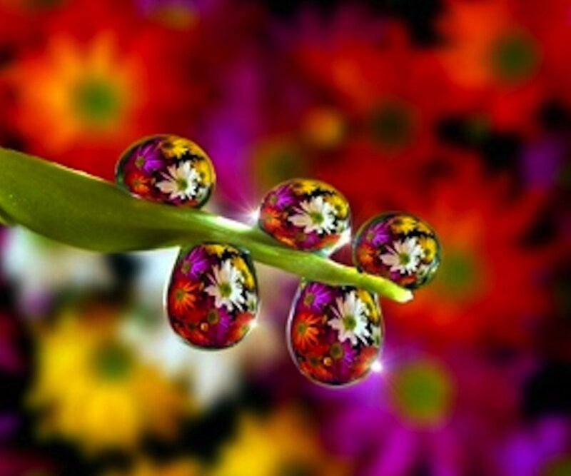 Flower Droplets on Stem — Red, Vibrant
