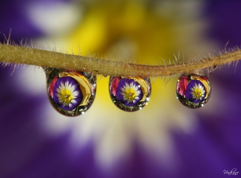 Flower Droplets on Stem