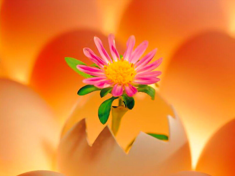 Flower Emerging from Egg — Orange