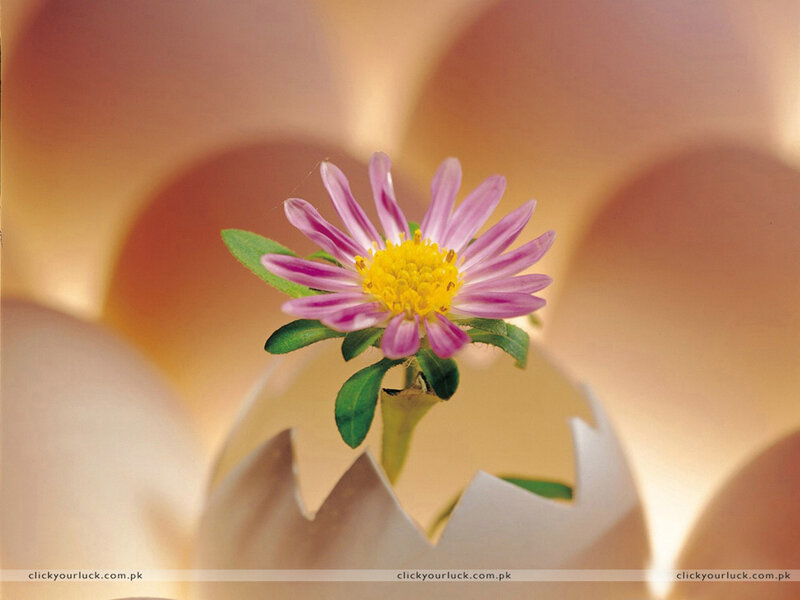 flower emerging from egg
