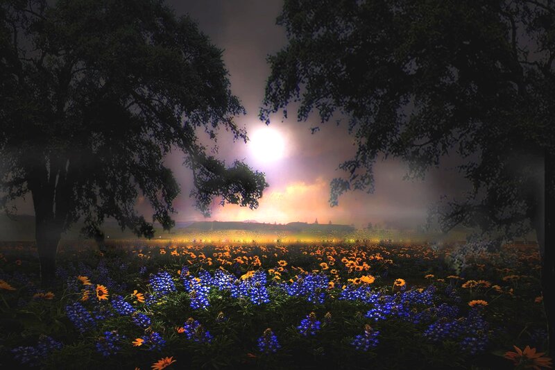 Flower Field at Night