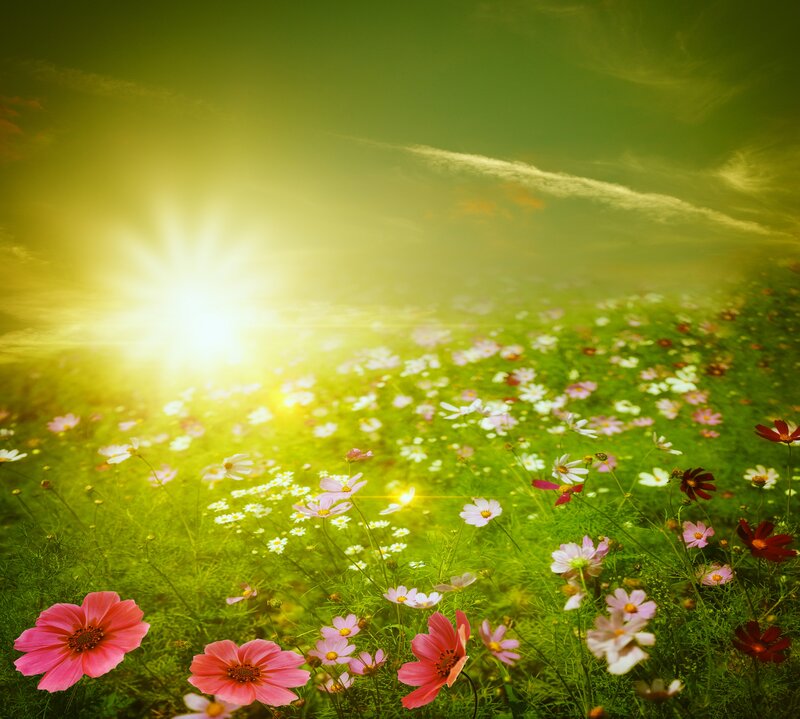 Flower Field at Sunrise
