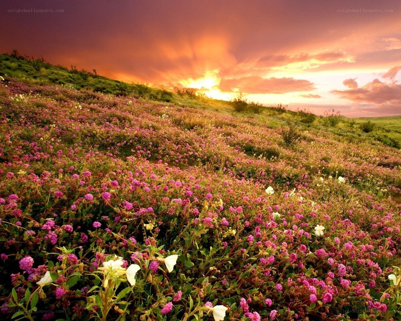 Flower field at sunset