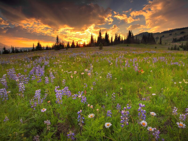 Flower field at sunset