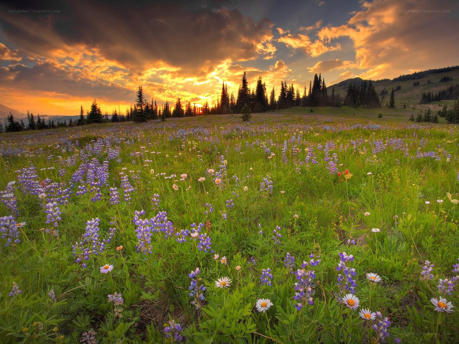 Flower field at sunset