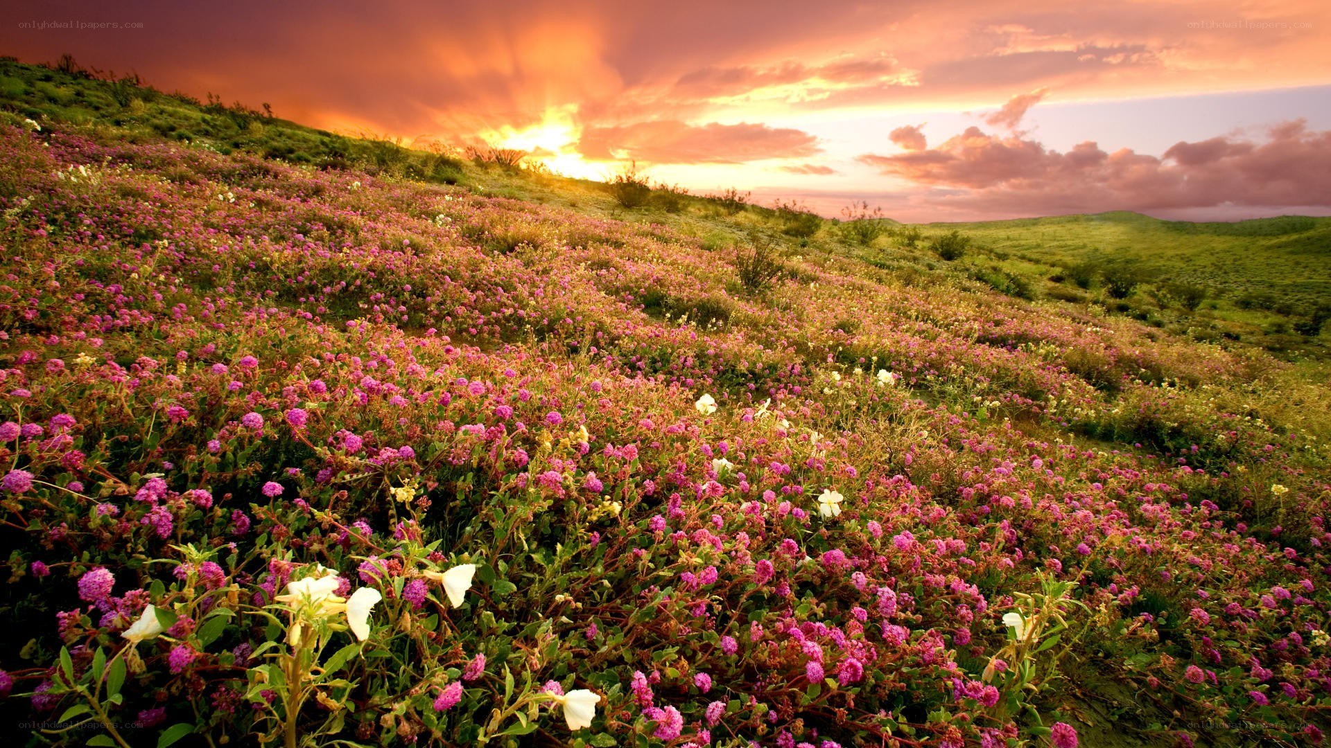 Flower field at sunset