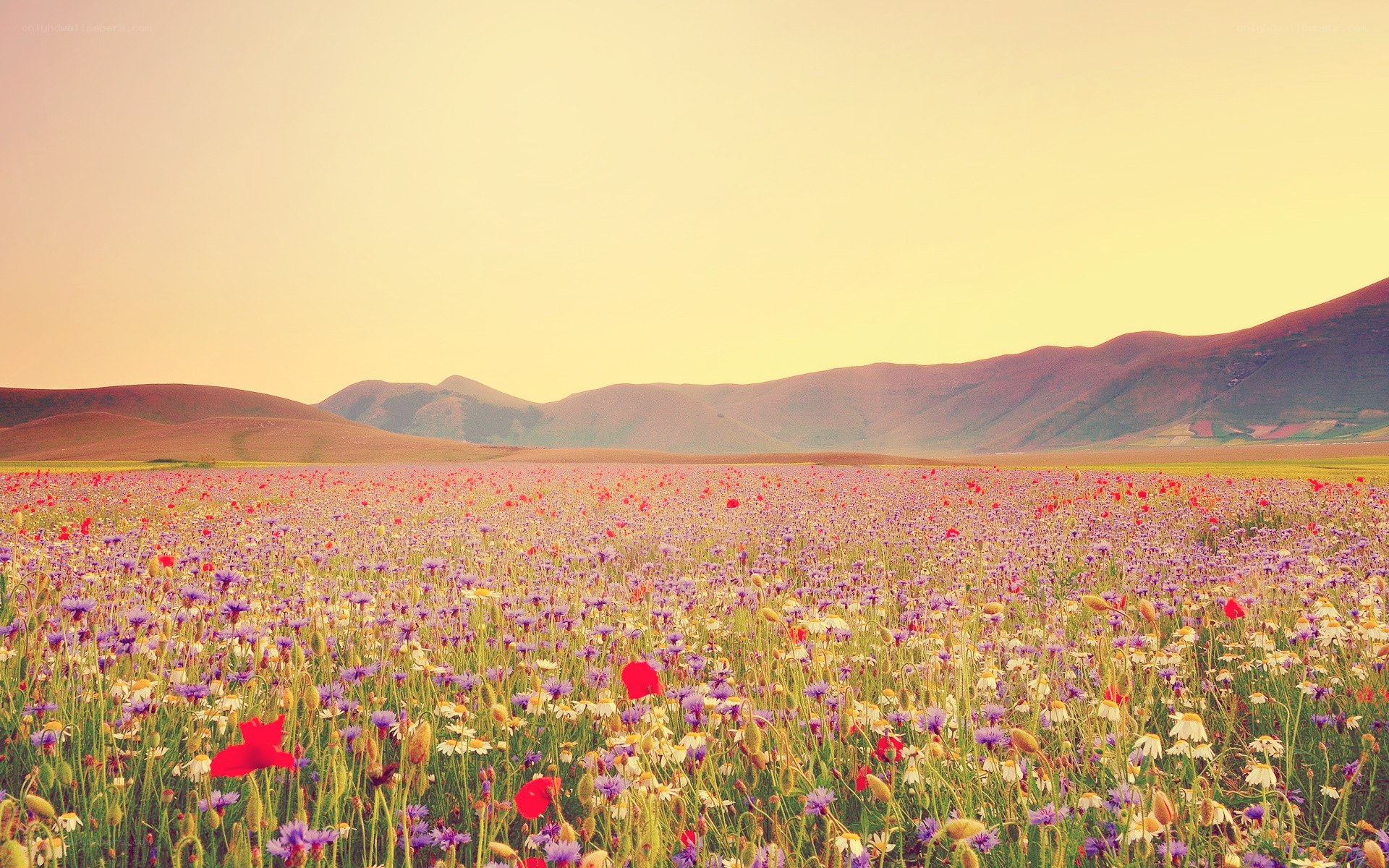 Flower field at sunset