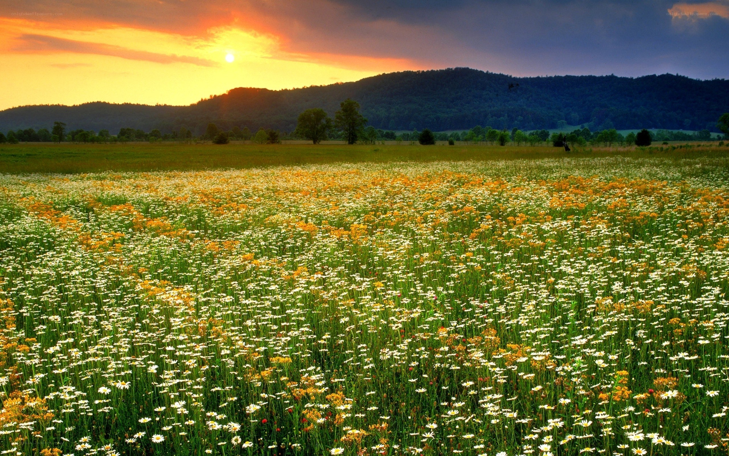 Flower field at sunset